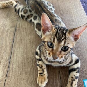 Meet Tony Our Live Leopard Rug