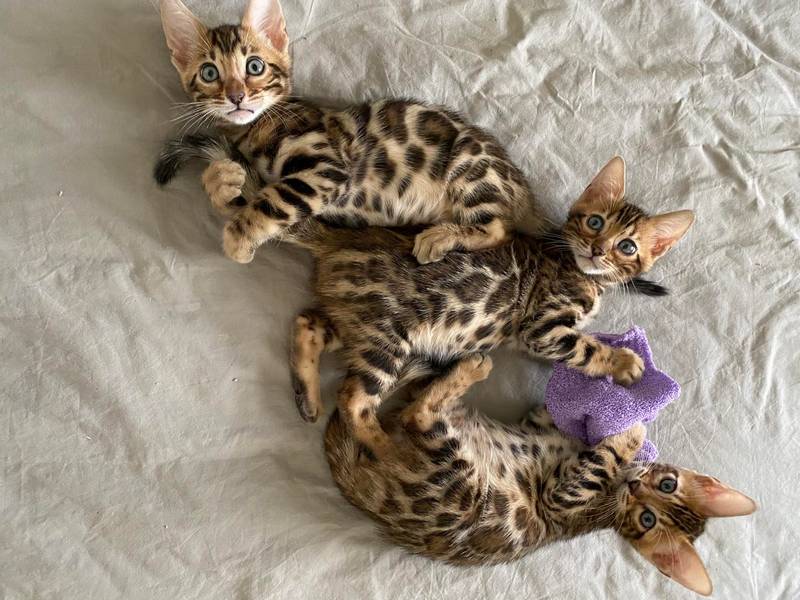 Bengal-kittens-for-sale-in-Pittsburgh