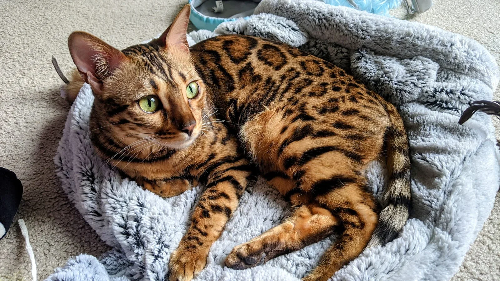 bengal-cat-in-plush-bed